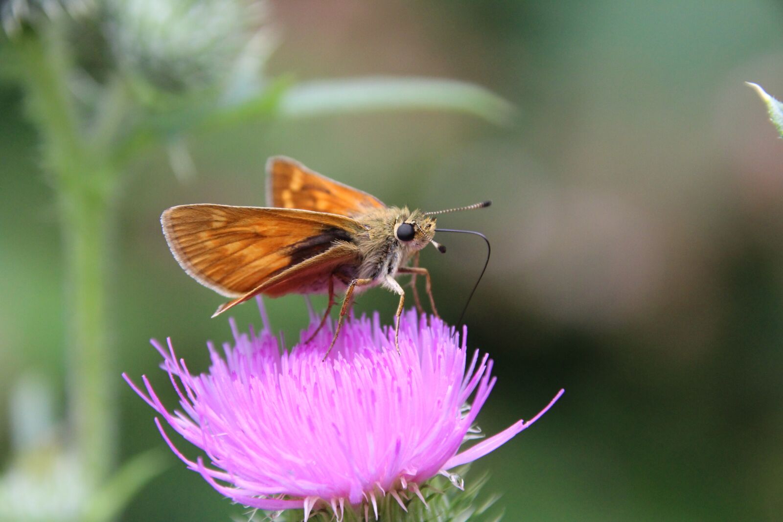 Canon EOS 1200D (EOS Rebel T5 / EOS Kiss X70 / EOS Hi) sample photo. Butterfly, thistle, insect photography