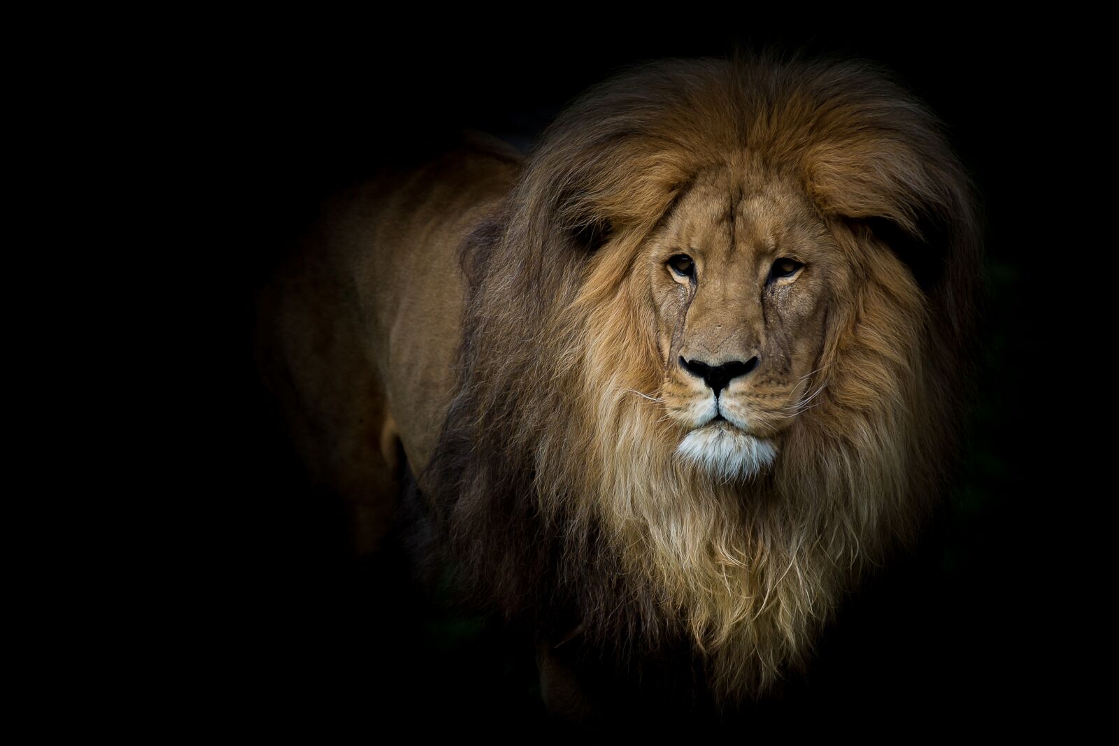 Canon EOS 5D Mark III sample photo. Lion, predator, africa photography