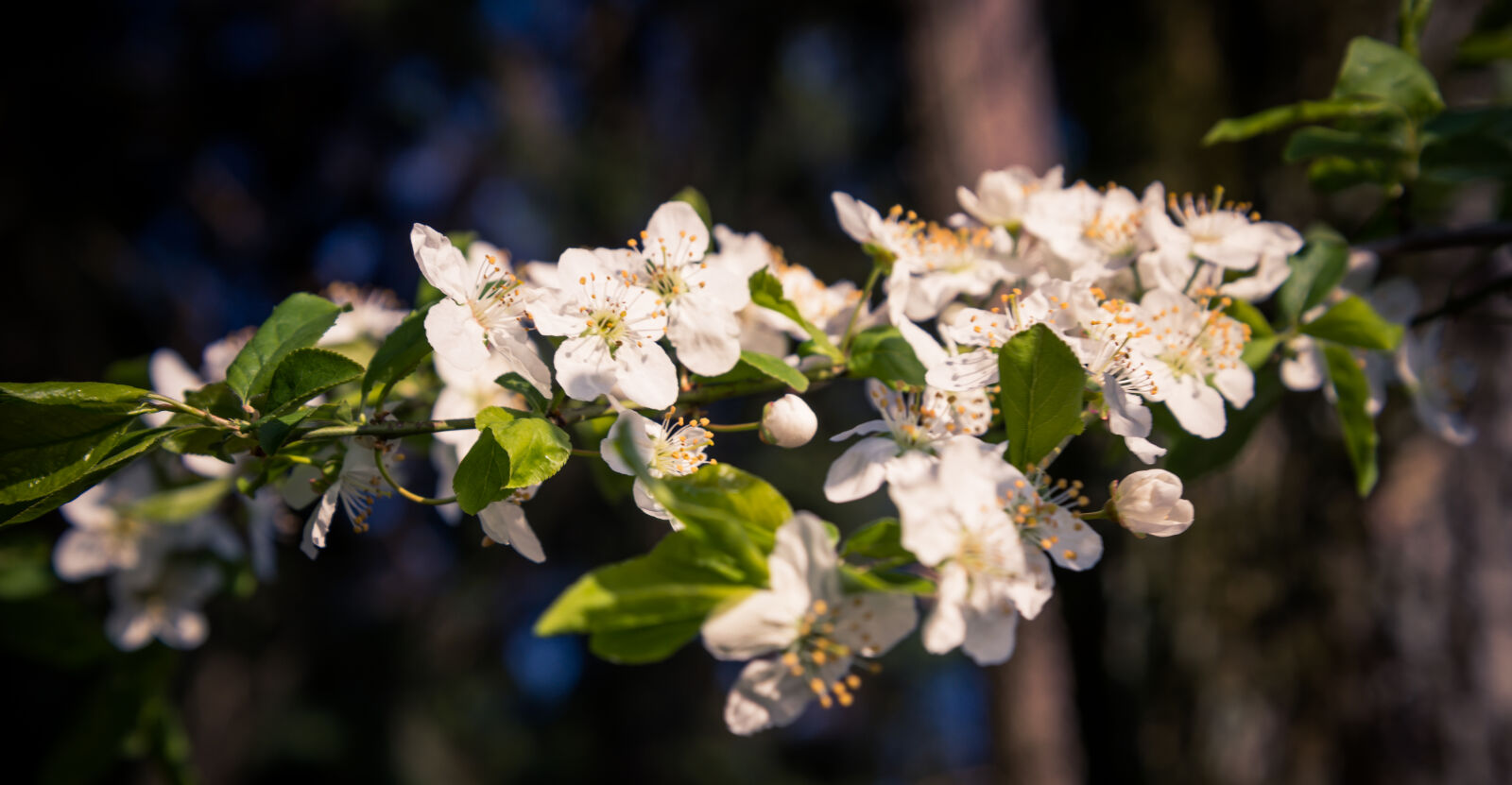 Nikon D610 sample photo. Beauty, flowers, forest, little photography
