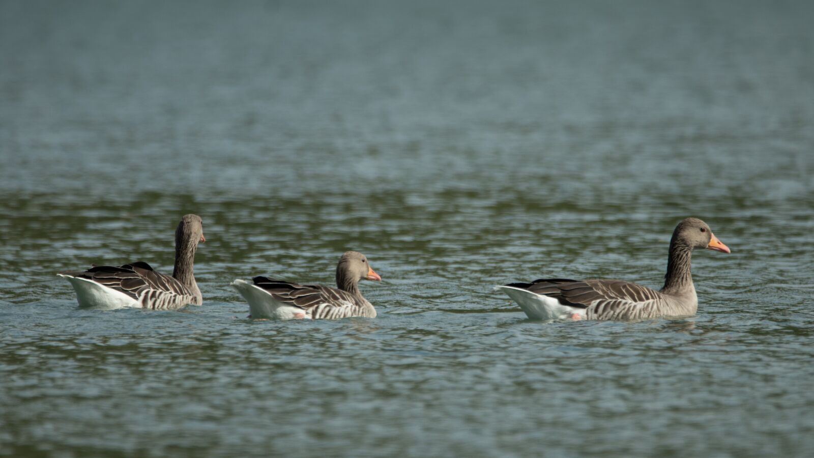 150-600mm F5-6.3 DG OS HSM | Contemporary 015 sample photo. Lake, geese, nature photography
