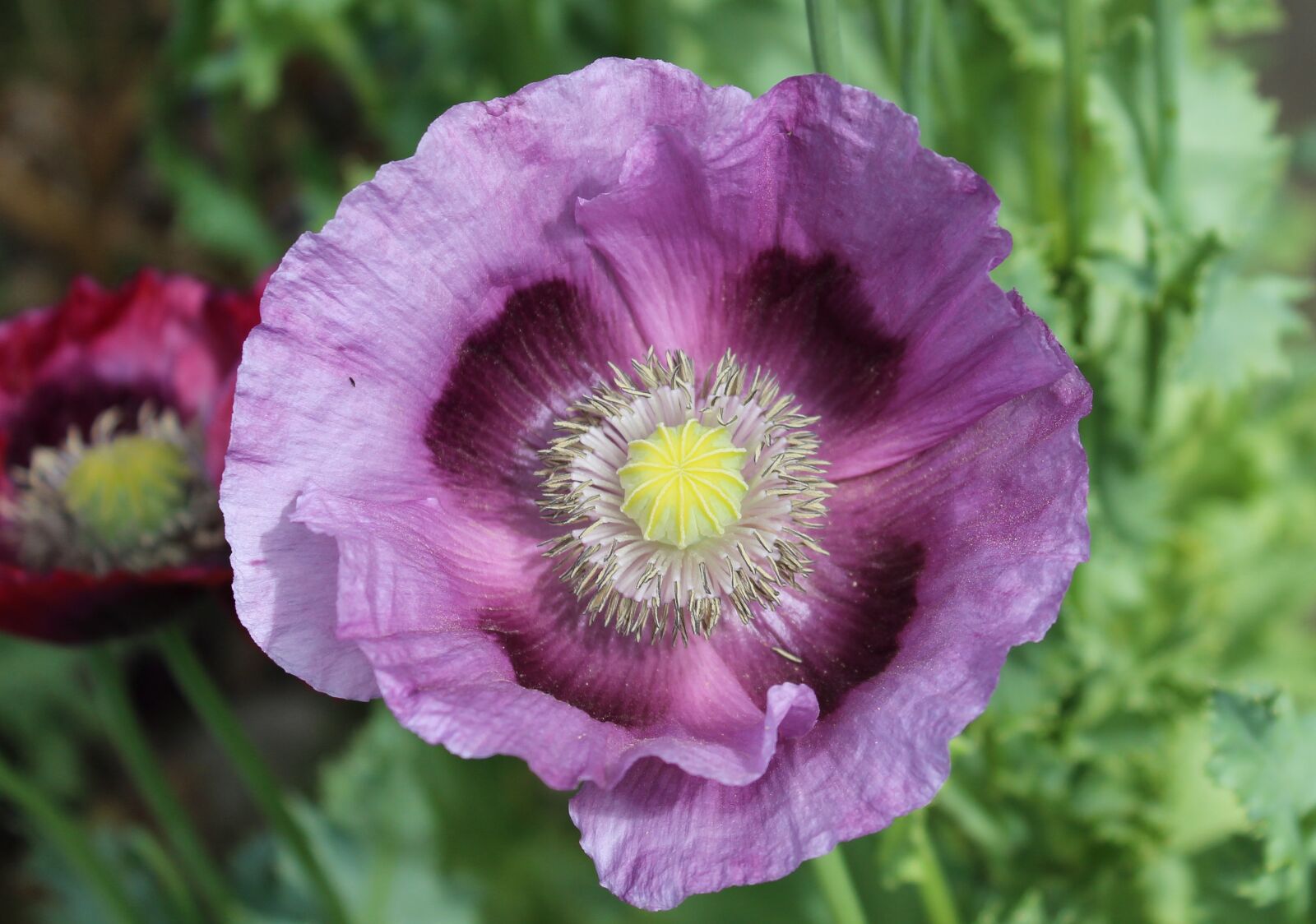 Canon EOS 1200D (EOS Rebel T5 / EOS Kiss X70 / EOS Hi) sample photo. Purple himalayan poppy, garden photography