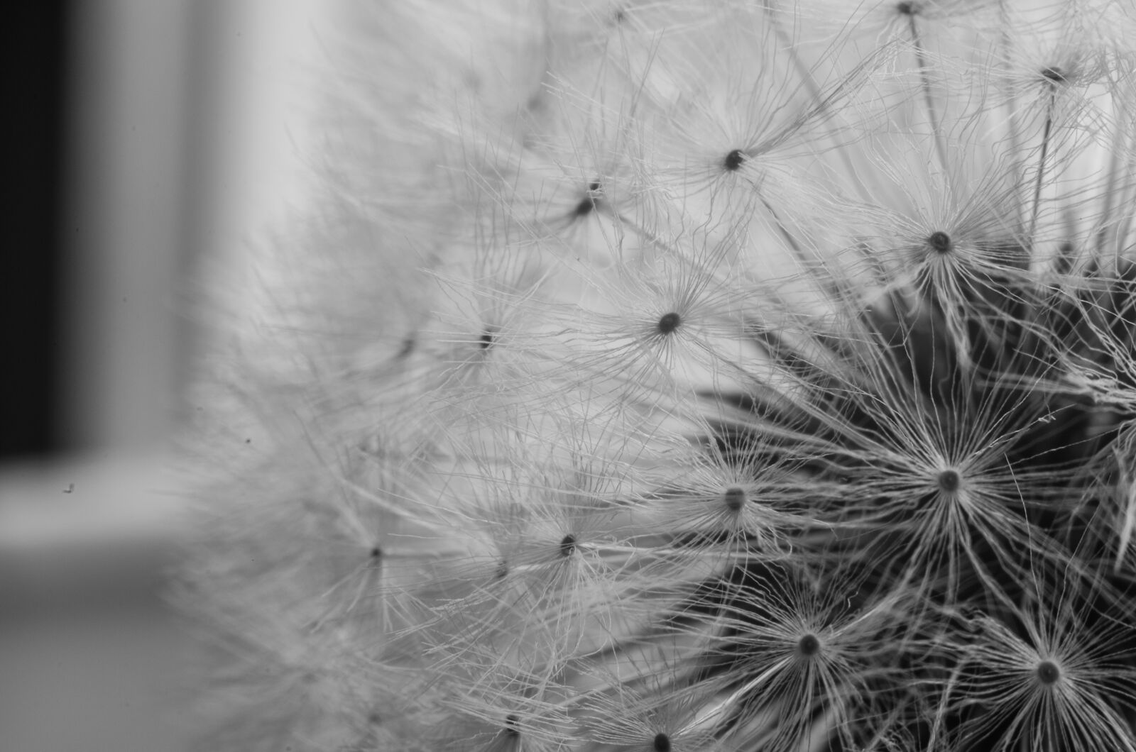 Nikon D5100 sample photo. Dandelion, flower, plant photography