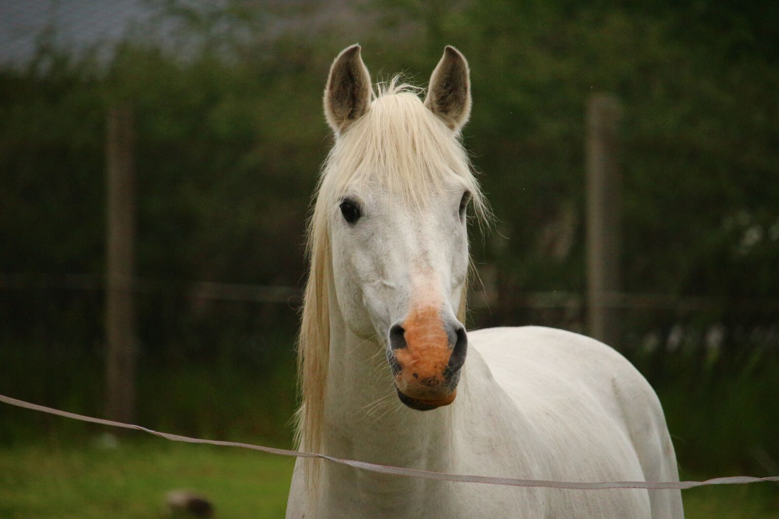 Canon EOS 100D (EOS Rebel SL1 / EOS Kiss X7) sample photo. Horse, mold, stallion photography