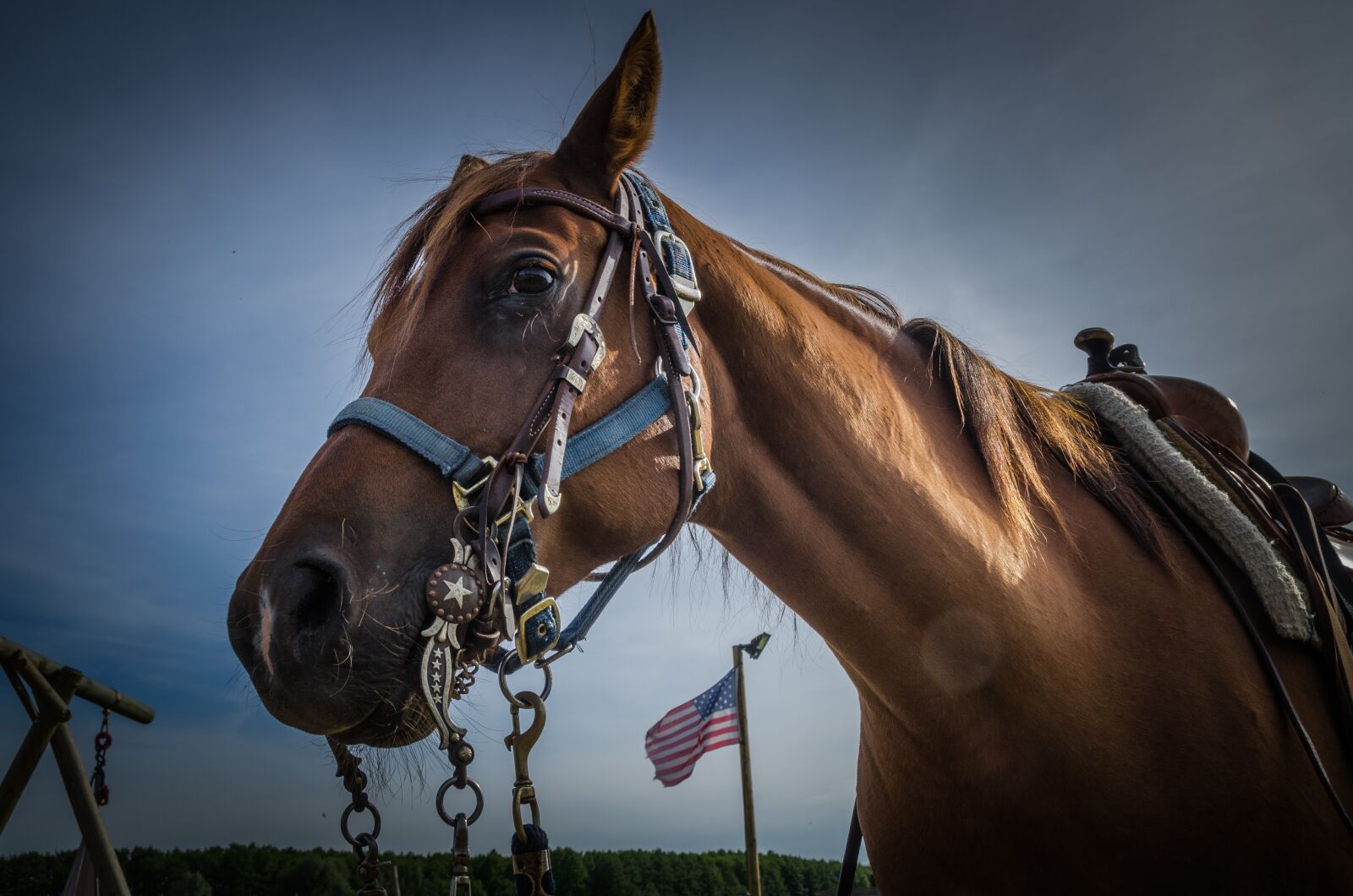 Nikon D7000 sample photo. Horse, pferdeportrait, horse head photography