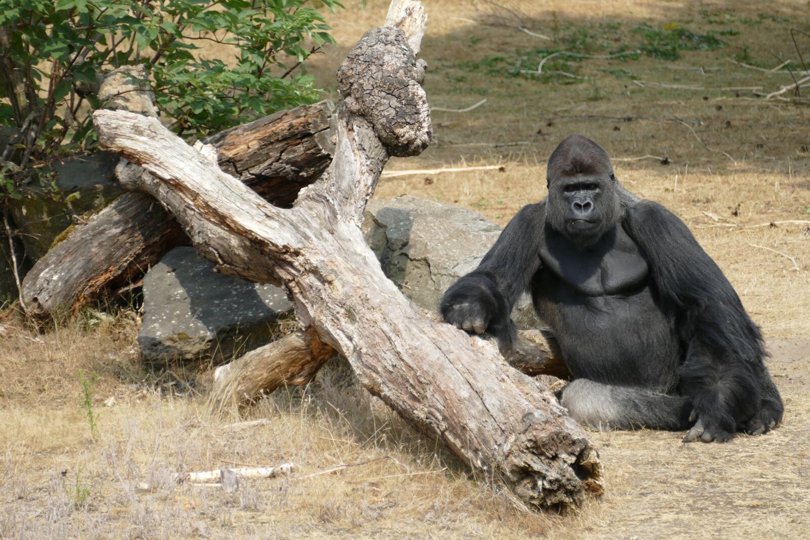 Panasonic Lumix DMC-FZ1000 sample photo. Gorilla, lowland gorillas, monkey photography
