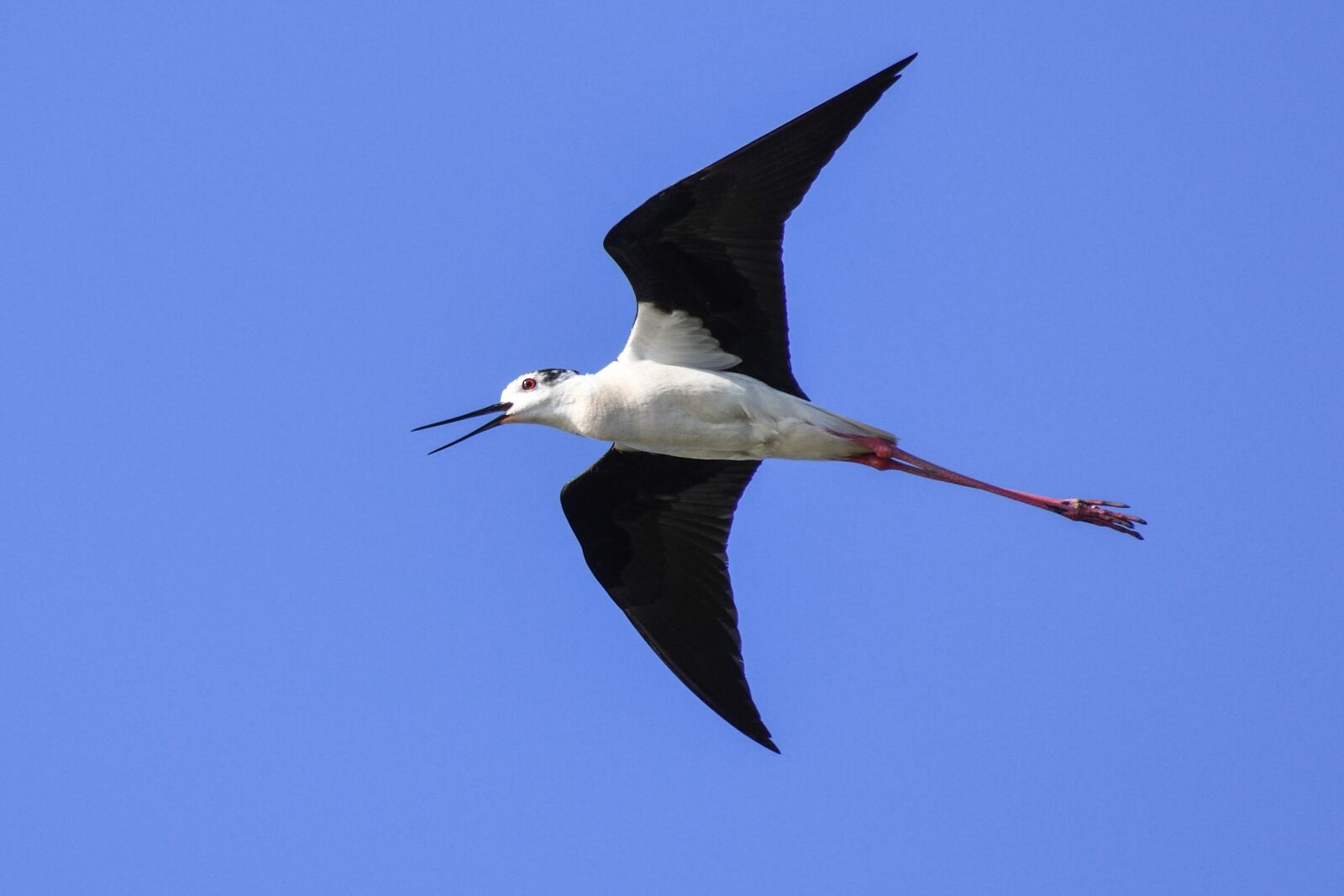 Nikon D500 sample photo. Black-winged stilt, flight, bird photography