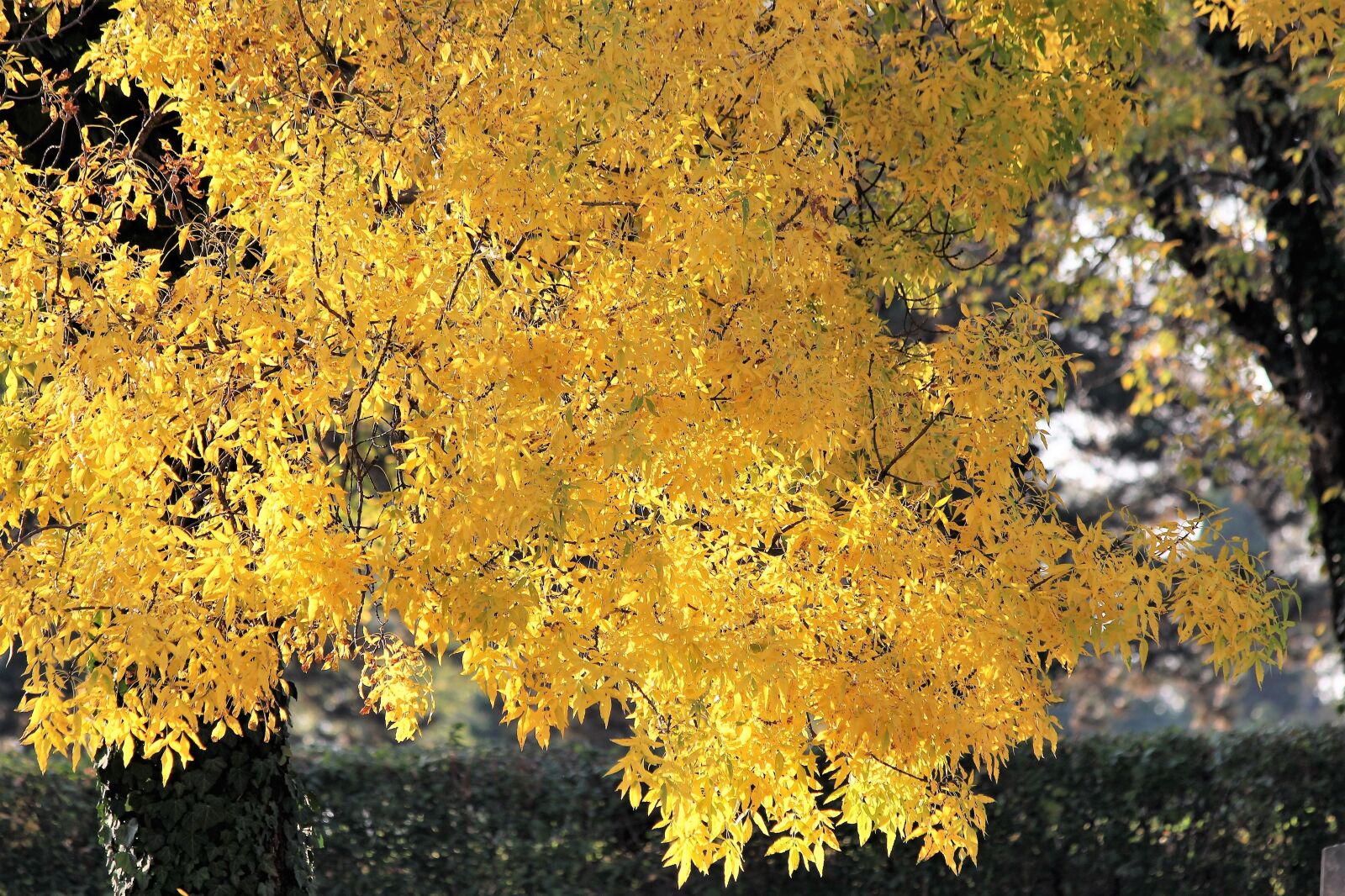 Canon EOS 600D (Rebel EOS T3i / EOS Kiss X5) sample photo. Tree, yellow leaves, branches photography