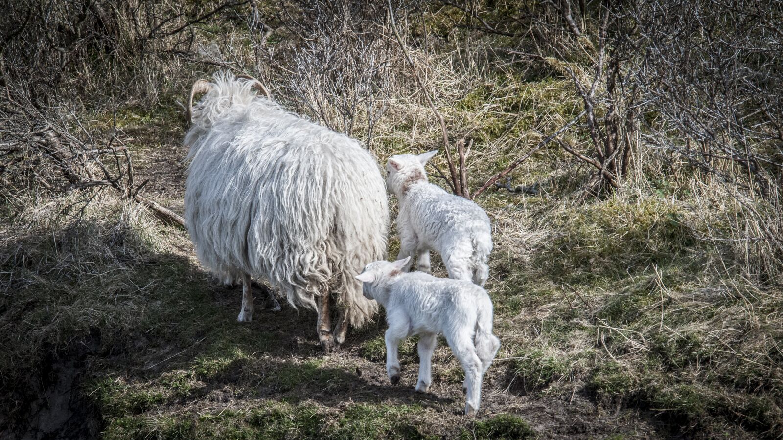 Nikon D300 sample photo. Lamb, lambs, sheep photography