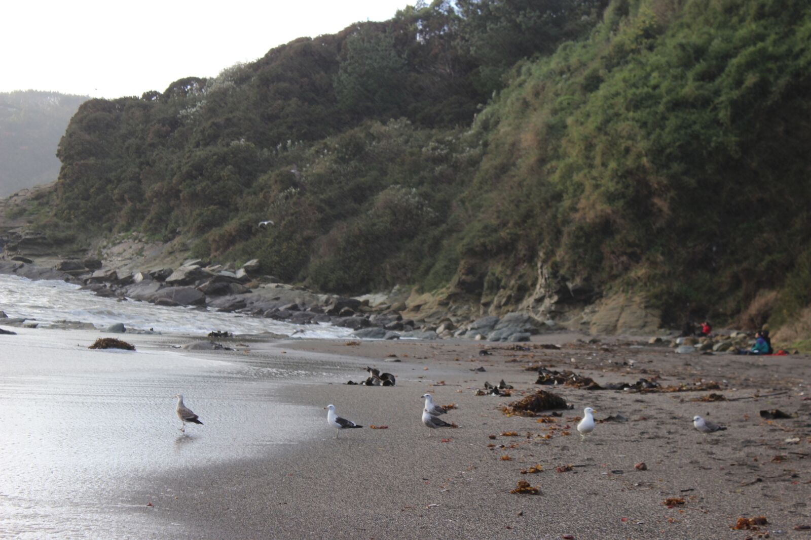 Canon EOS 600D (Rebel EOS T3i / EOS Kiss X5) + Canon EF-S 18-55mm F3.5-5.6 IS II sample photo. Bird, beach, chile photography