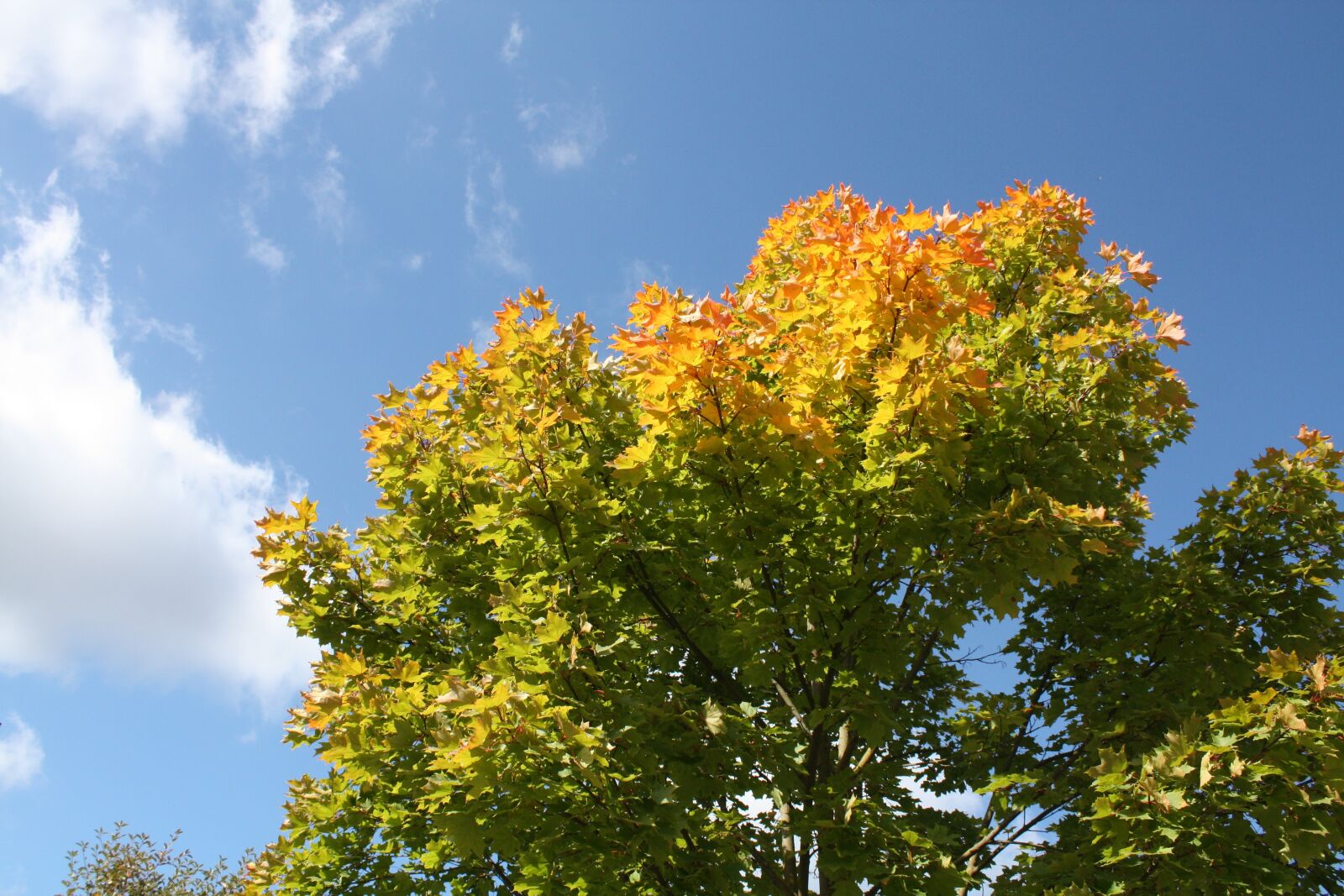 Canon EOS 450D (EOS Rebel XSi / EOS Kiss X2) sample photo. Leaves, in the fall photography