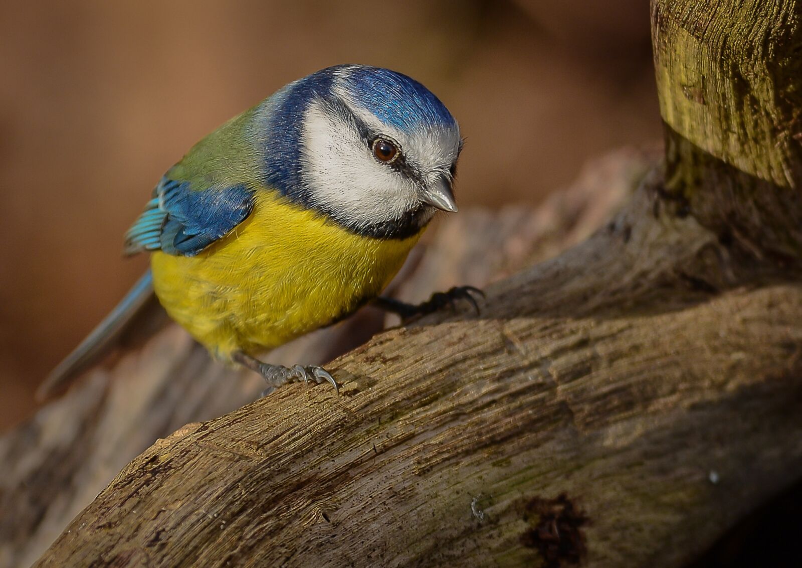 Nikon D7100 sample photo. Bird, wildlife, animal photography