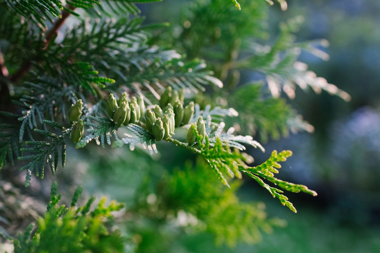 Canon EOS 60D sample photo. Pine, plant, nature photography