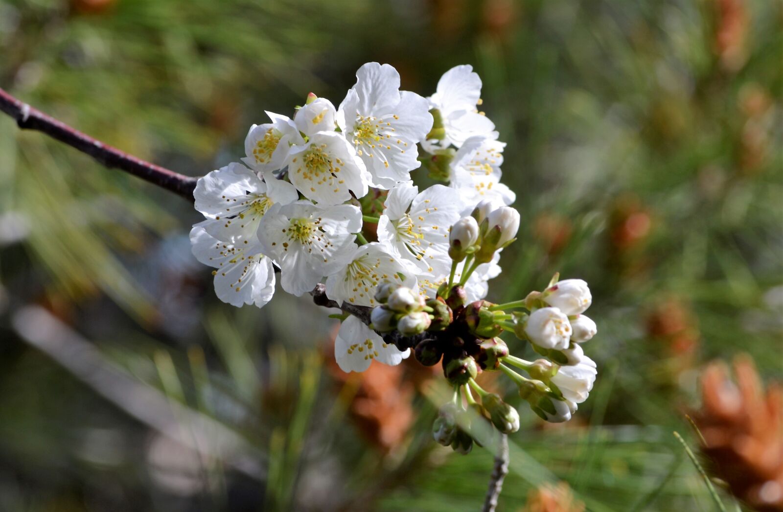 Nikon D3100 sample photo. Cherry, spring, flowers photography