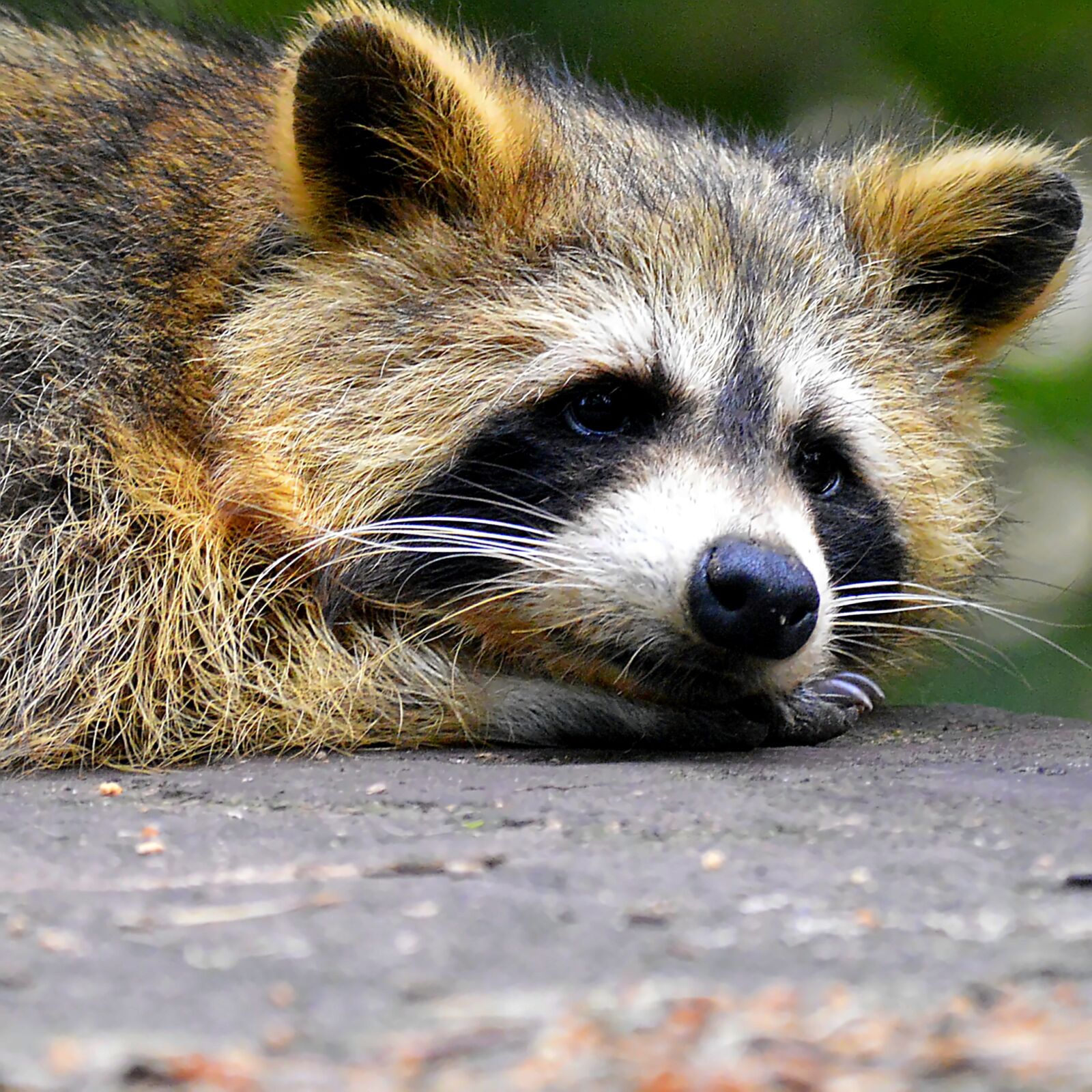 Nikon D3200 sample photo. Raccoon, face, sweet photography