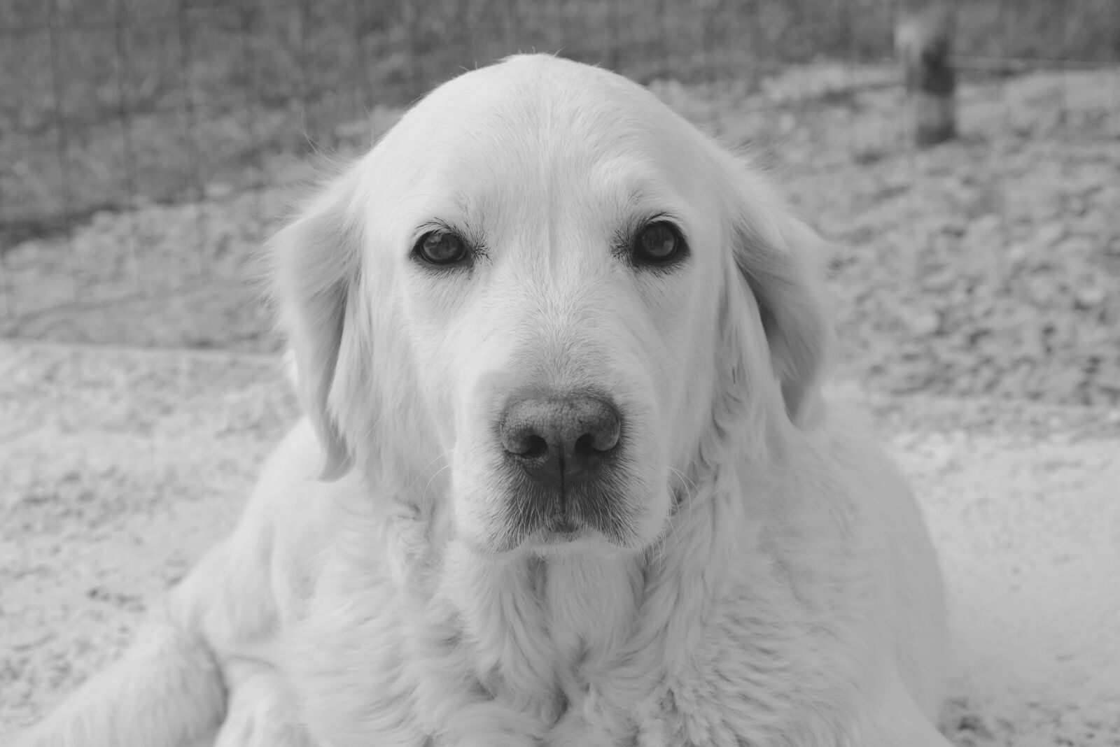 Nikon D5200 sample photo. Dog, bitch, golden retriever photography