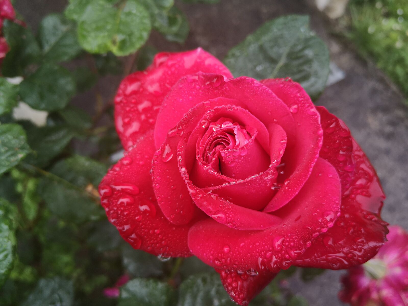 HUAWEI P20 sample photo. Pink, red, petals photography