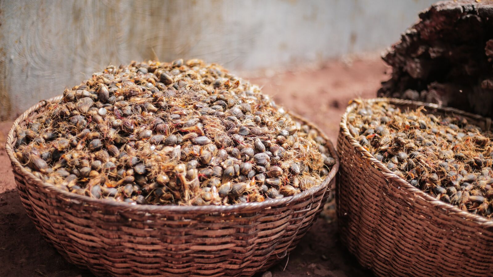 Canon EOS 5D Mark III sample photo. Food, seed, dry photography