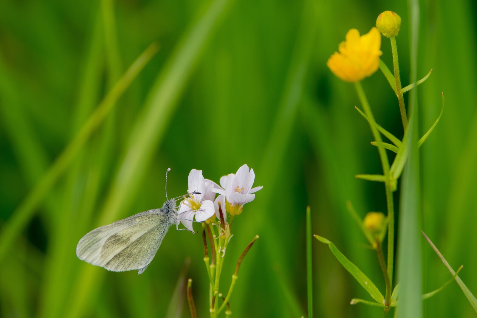 Nikon D7200 sample photo. Butterfly, nature, flower photography