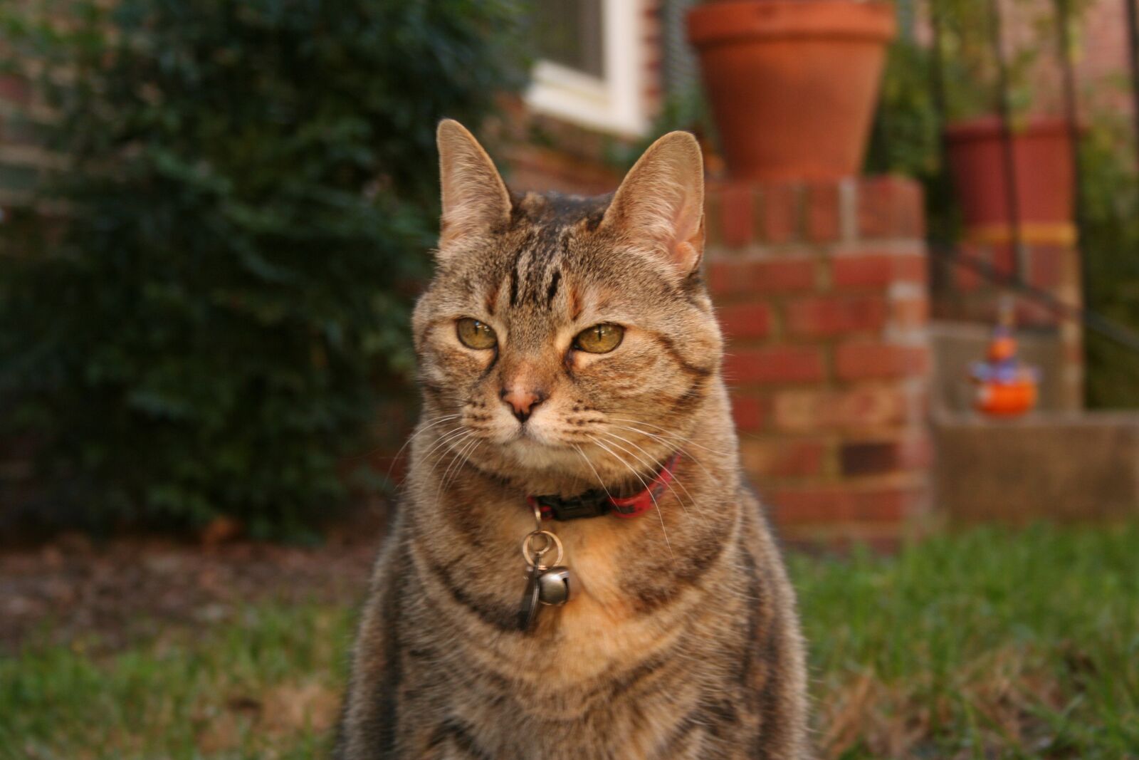 Canon EOS 350D (EOS Digital Rebel XT / EOS Kiss Digital N) sample photo. Cat, mammal, feline photography