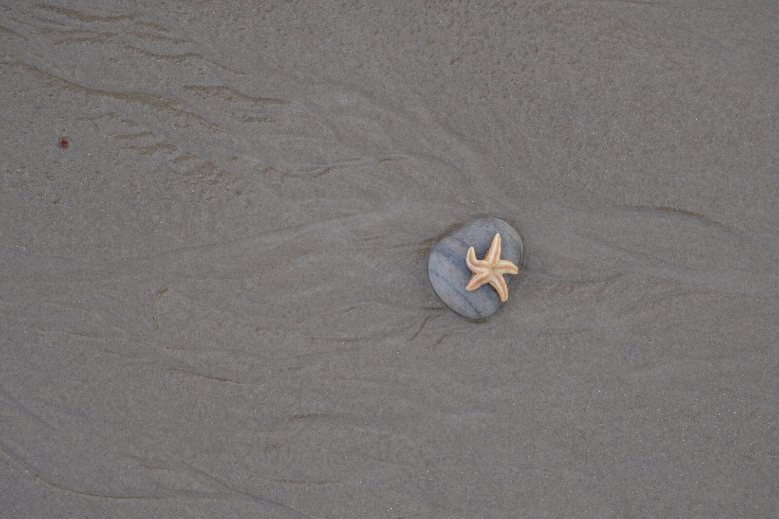 Nikon D3100 sample photo. Starfish, beach, stone photography