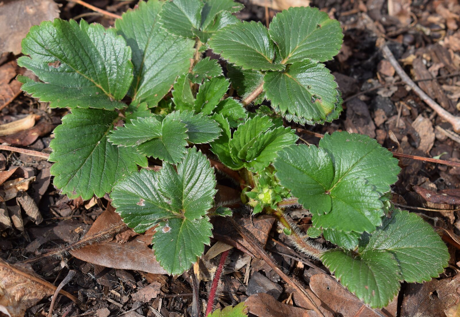 Nikon D3300 sample photo. Strawberry plant with buds photography