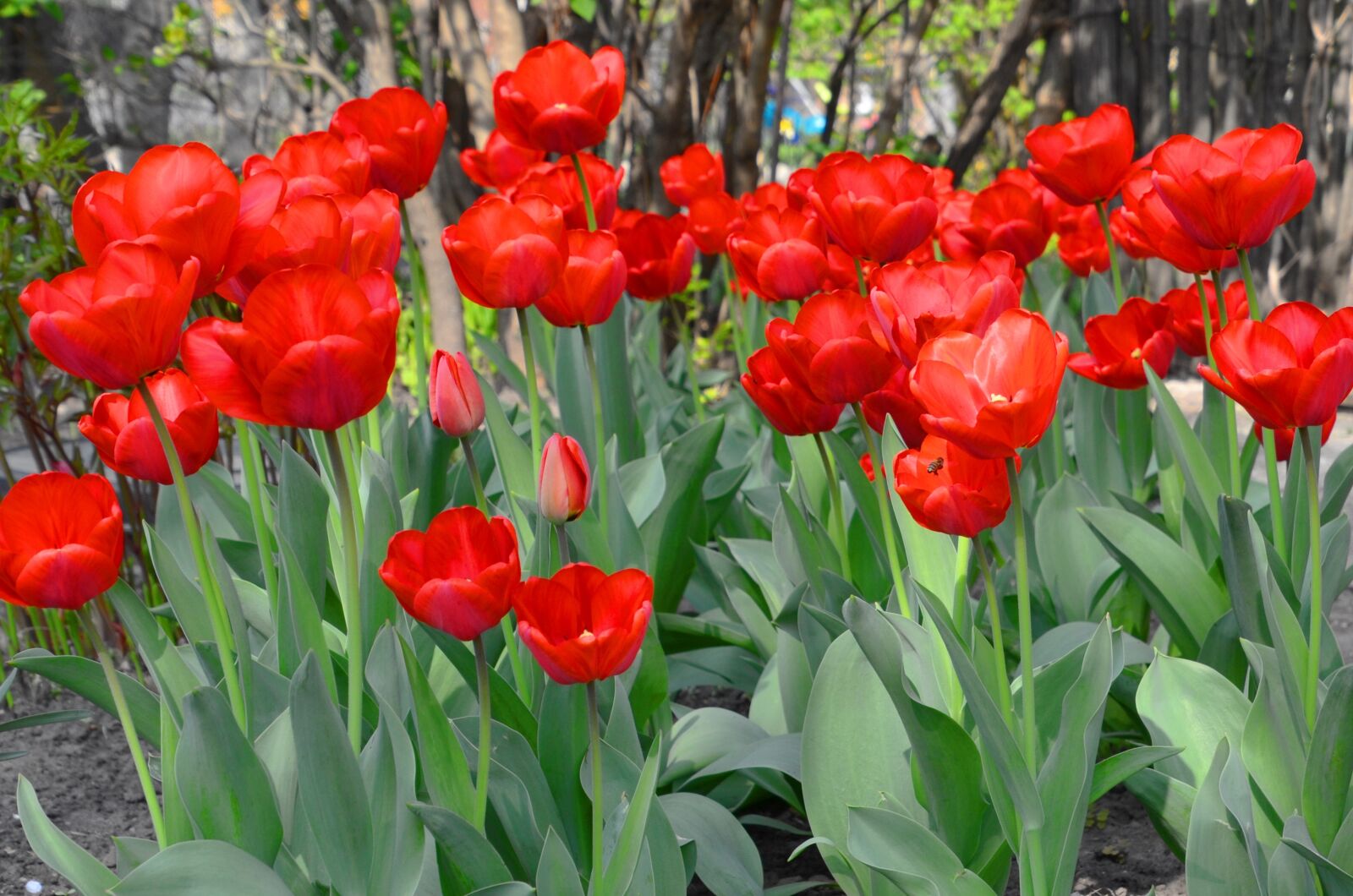 Nikon D7000 sample photo. Tulips, flowers, spring photography