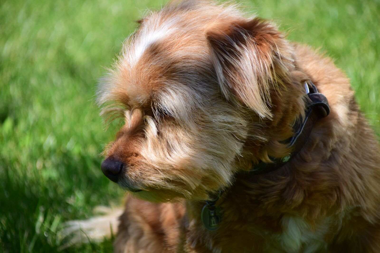 Nikon D3300 sample photo. Dog, small dog, small photography