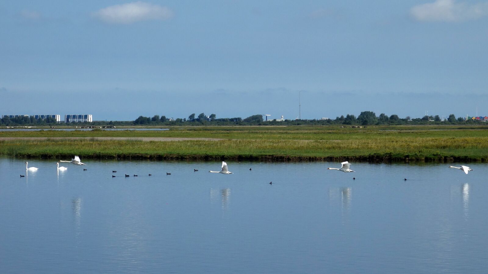 Sony Cyber-shot DSC-RX100 sample photo. Swans, birds, flight photography