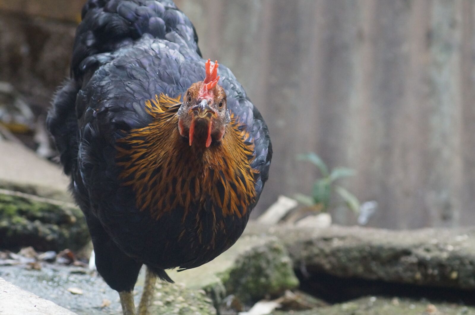 Sony SLT-A37 sample photo. Pen, ave, hen photography