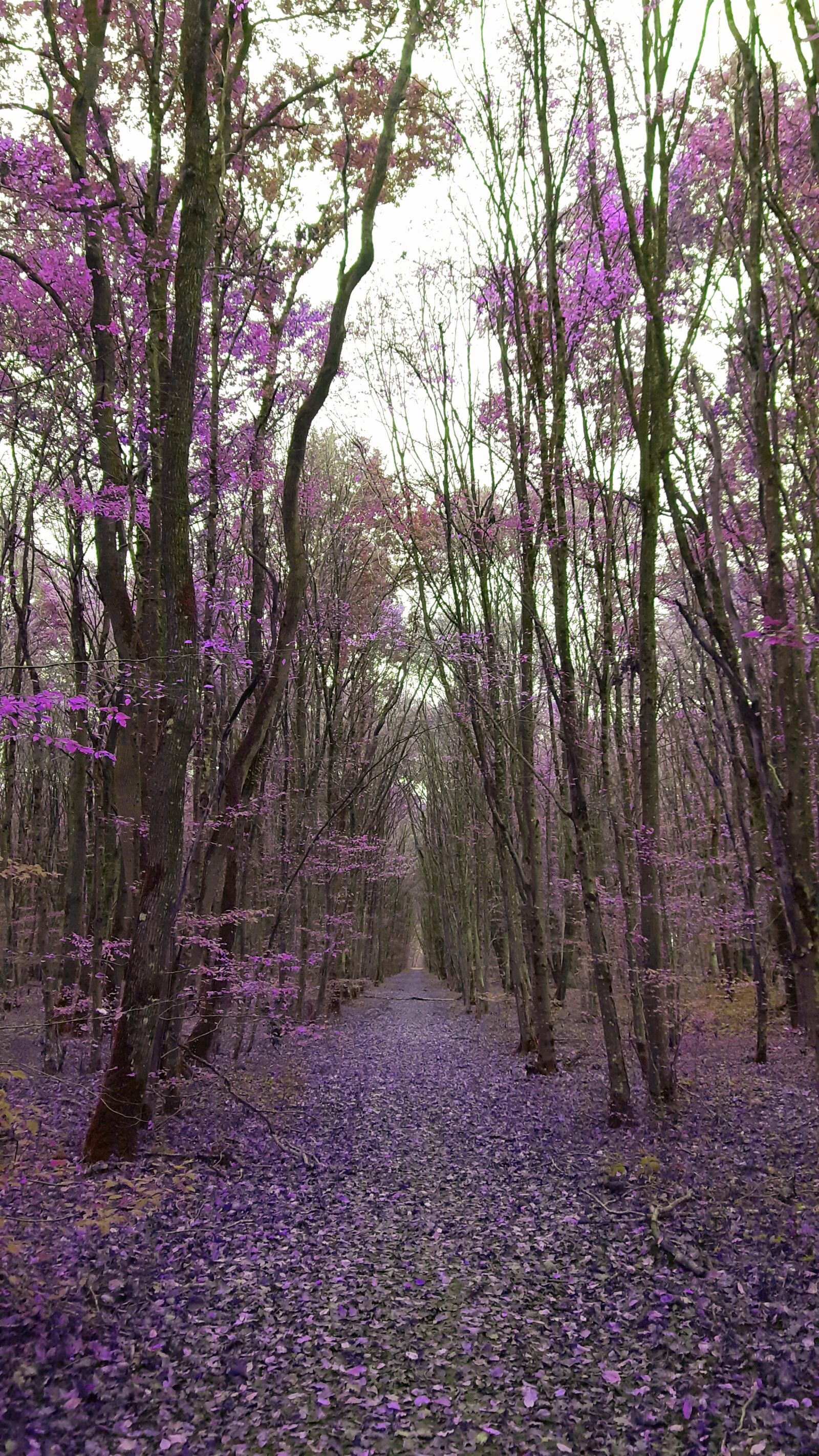 Samsung SM-A202F sample photo. Forest, trees, trekking photography