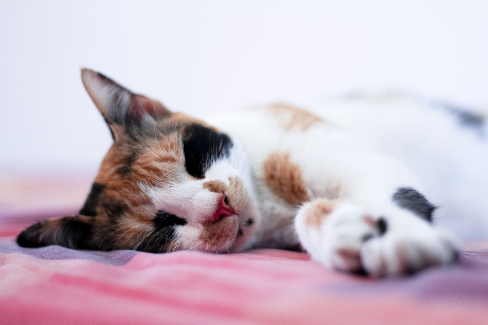 Canon EF 50mm F1.8 STM sample photo. Cat, sleeping, animal photography