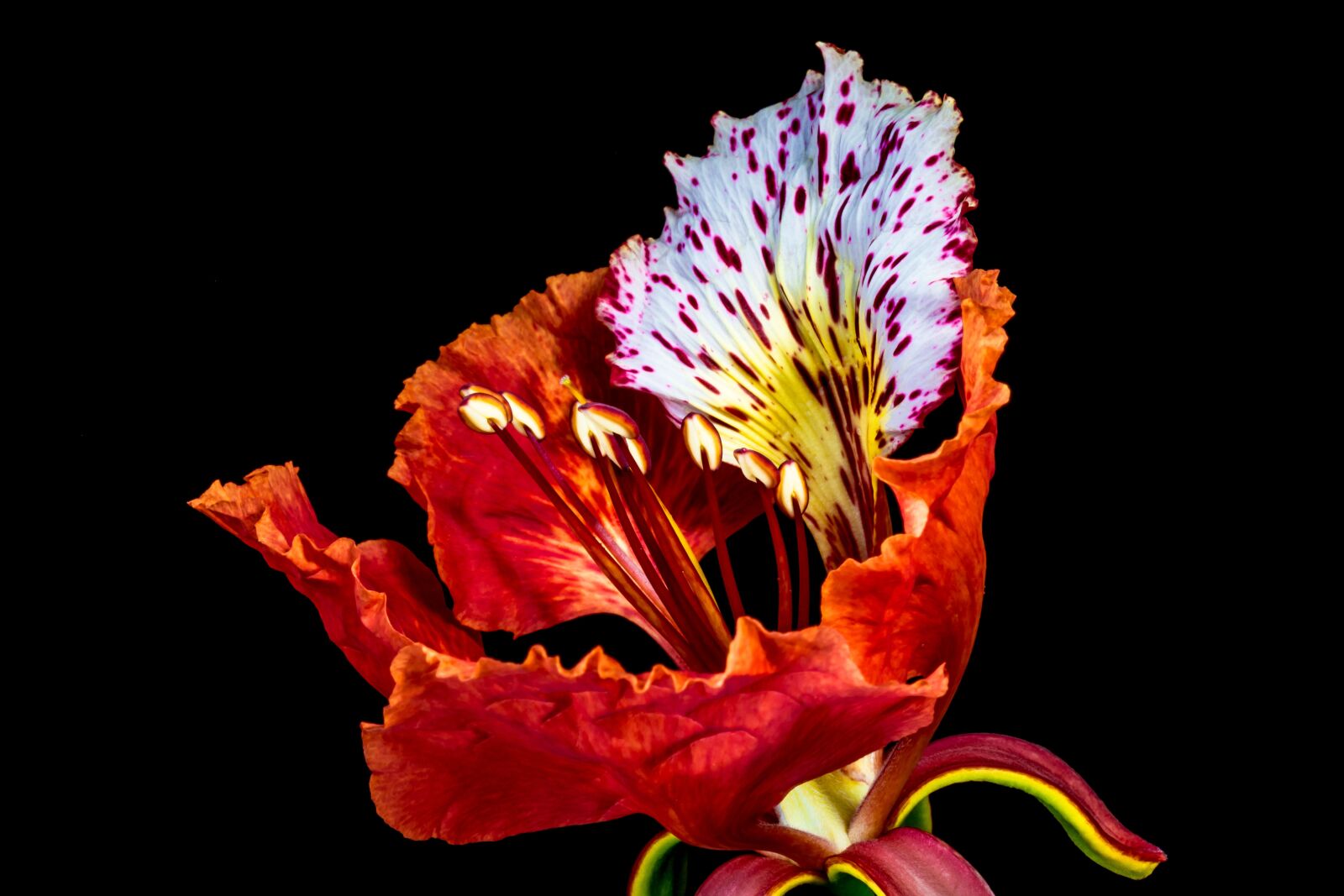 Nikon D5200 sample photo. Blossom, blossom, bloom photography