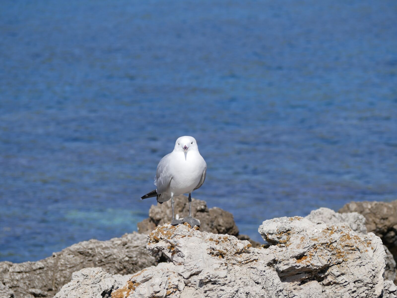 Panasonic Lumix DMC-GX85 (Lumix DMC-GX80 / Lumix DMC-GX7 Mark II) sample photo. Seagull, sea, mediterranean photography