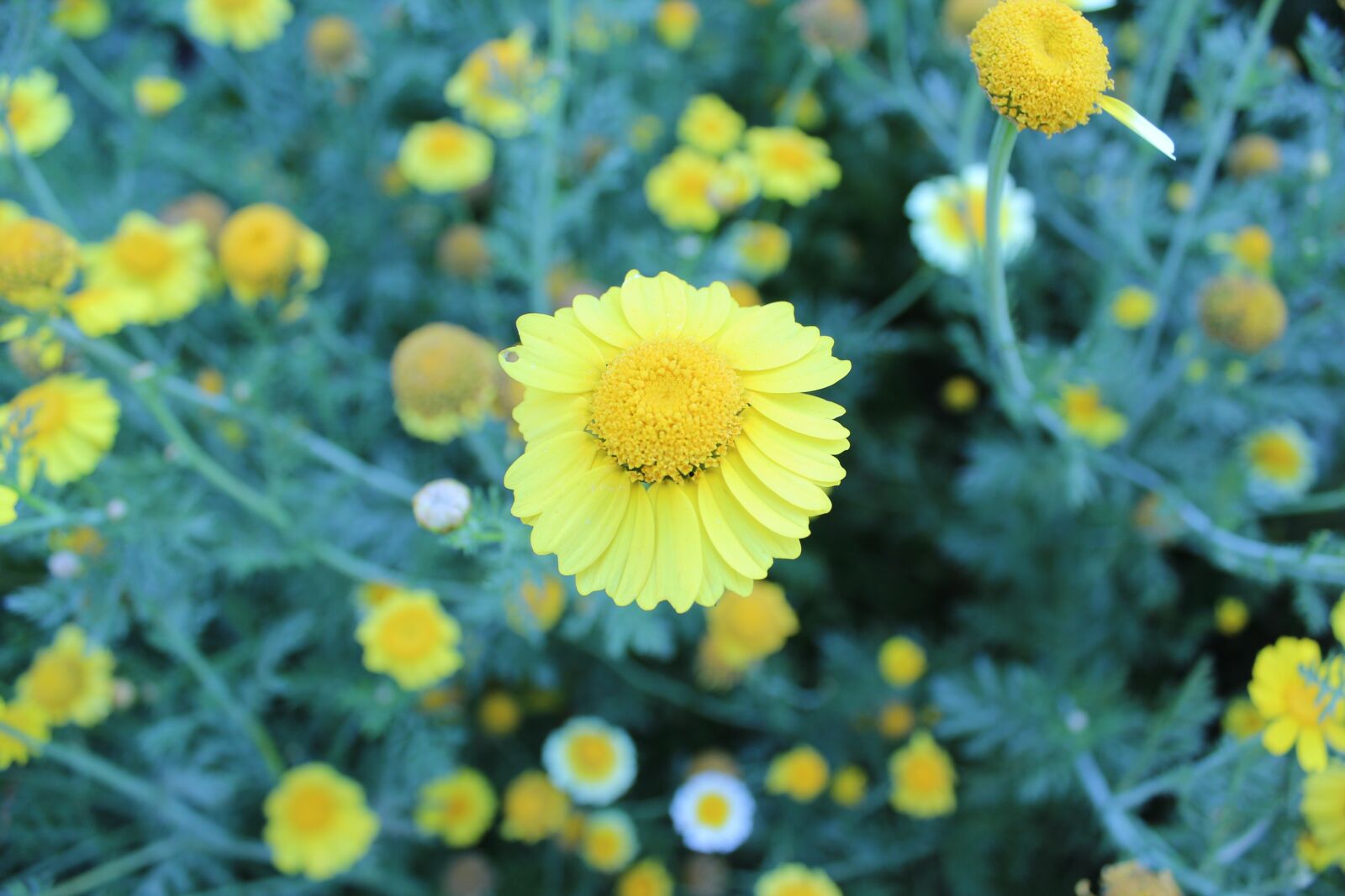 Canon EOS 600D (Rebel EOS T3i / EOS Kiss X5) sample photo. Plant, flower, nature photography