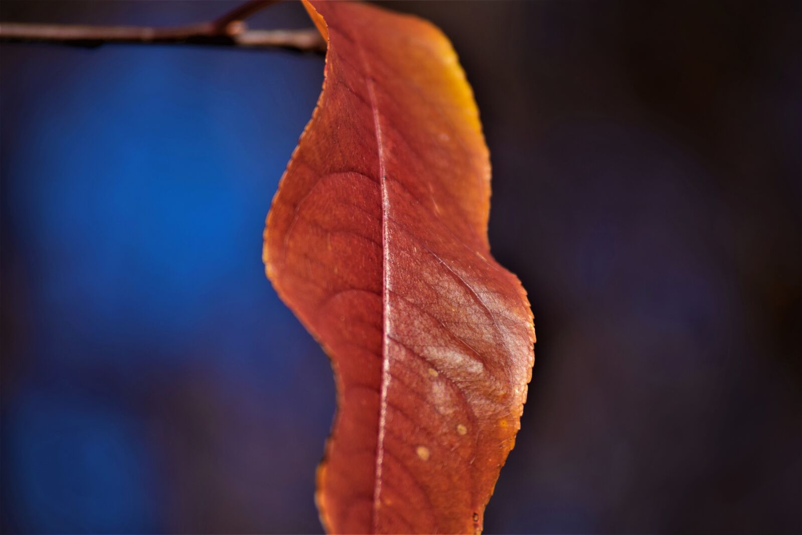 Nikon D3300 sample photo. Leaf, orange, blur photography