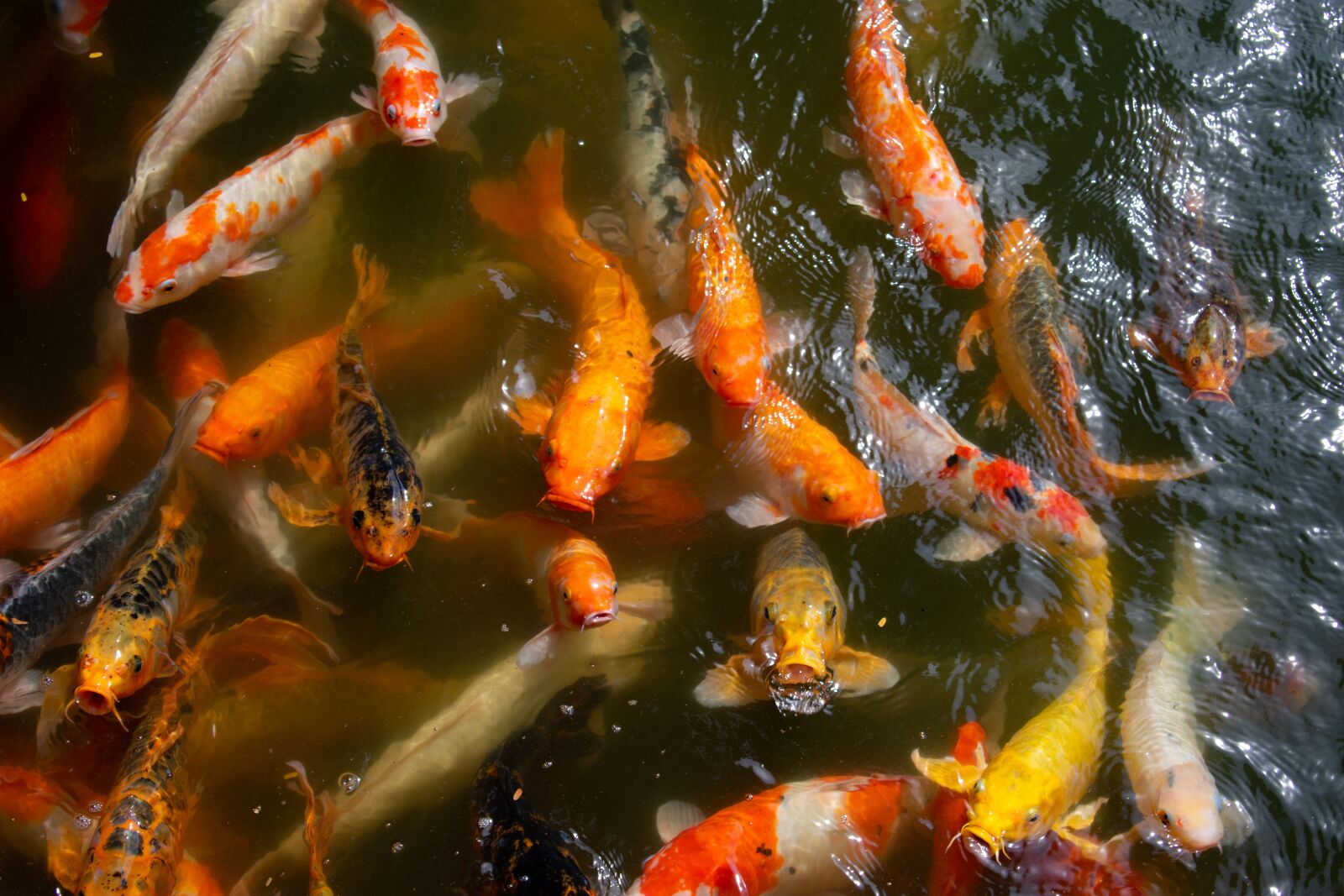 Nikon D3400 sample photo. Fish, vietnam, hoi an photography