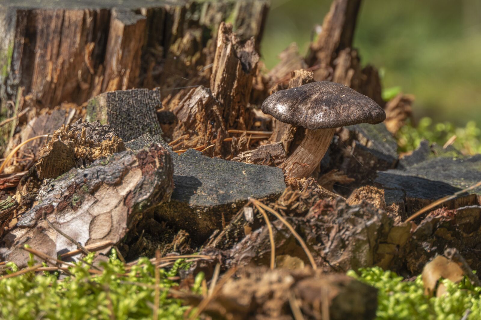 Panasonic Lumix DMC-FZ2500 (Lumix DMC-FZ2000) sample photo. Mushroom, mushrooms, forest photography