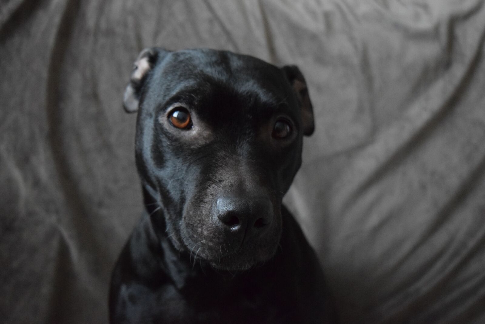 Nikon D3300 sample photo. Dog, pit bull, black photography