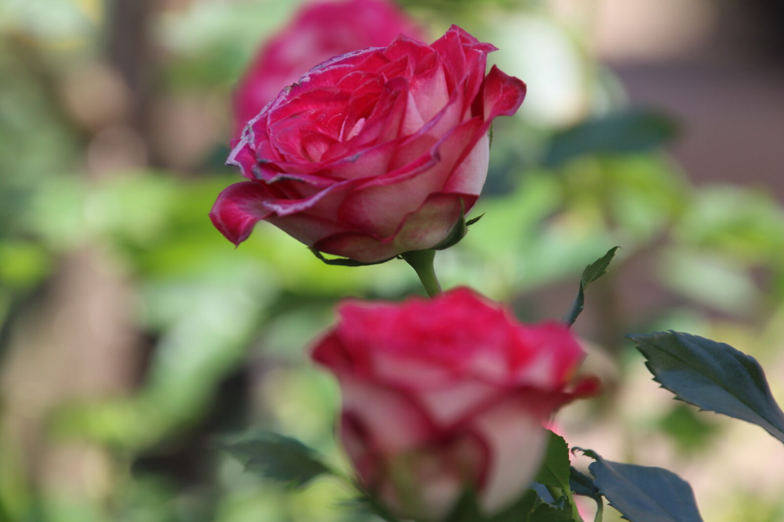 Canon EOS 7D Mark II sample photo. Bunch, of, flowers, garden photography