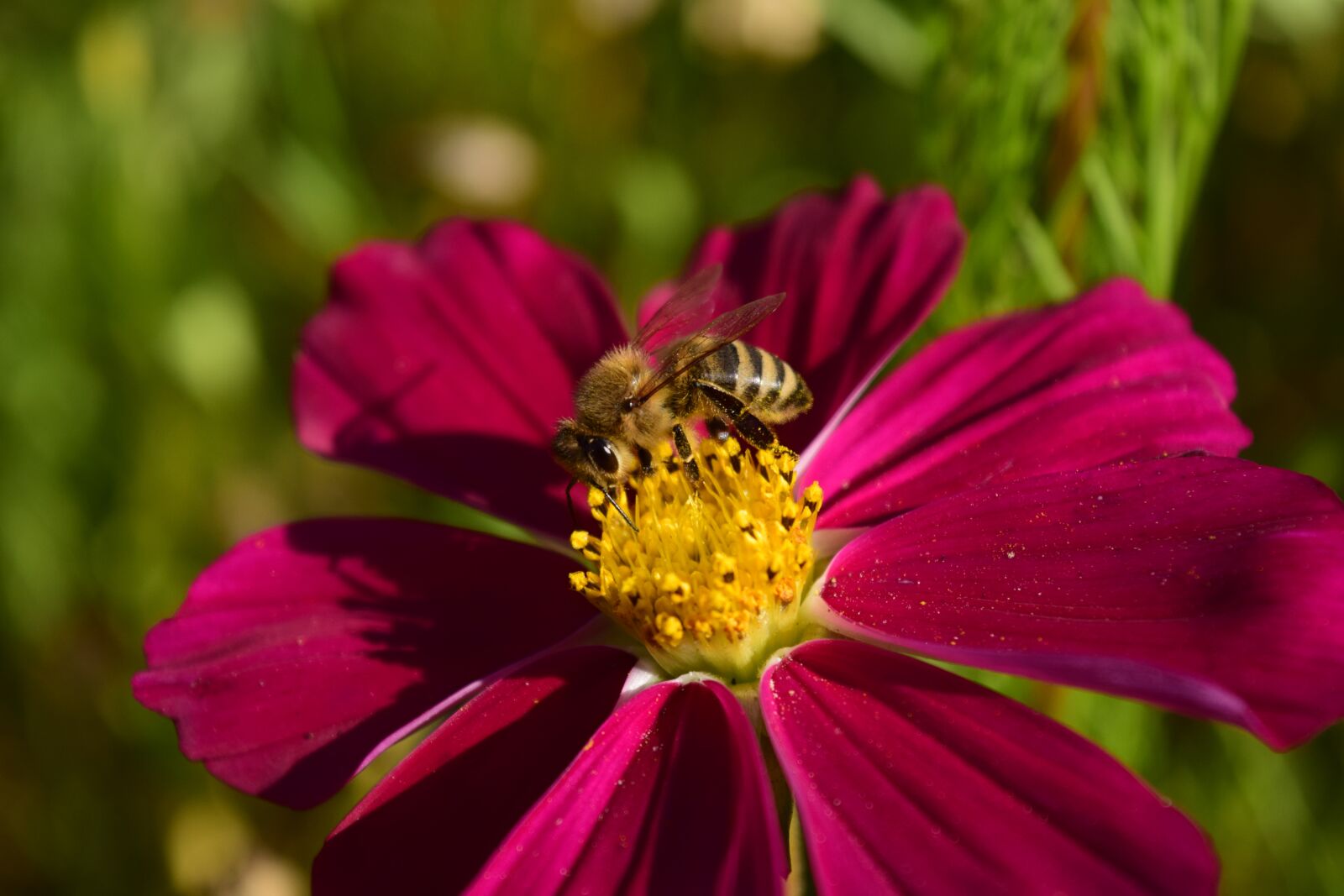 Nikon D3300 sample photo. Pointed flower, bee, flower photography