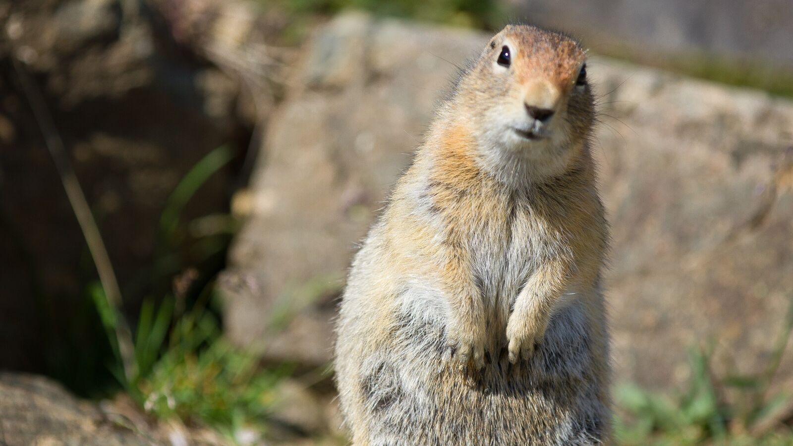 Canon EOS 7D + Canon EF 70-200mm F2.8L IS II USM sample photo. Arctic ground squirrel, wildlife photography