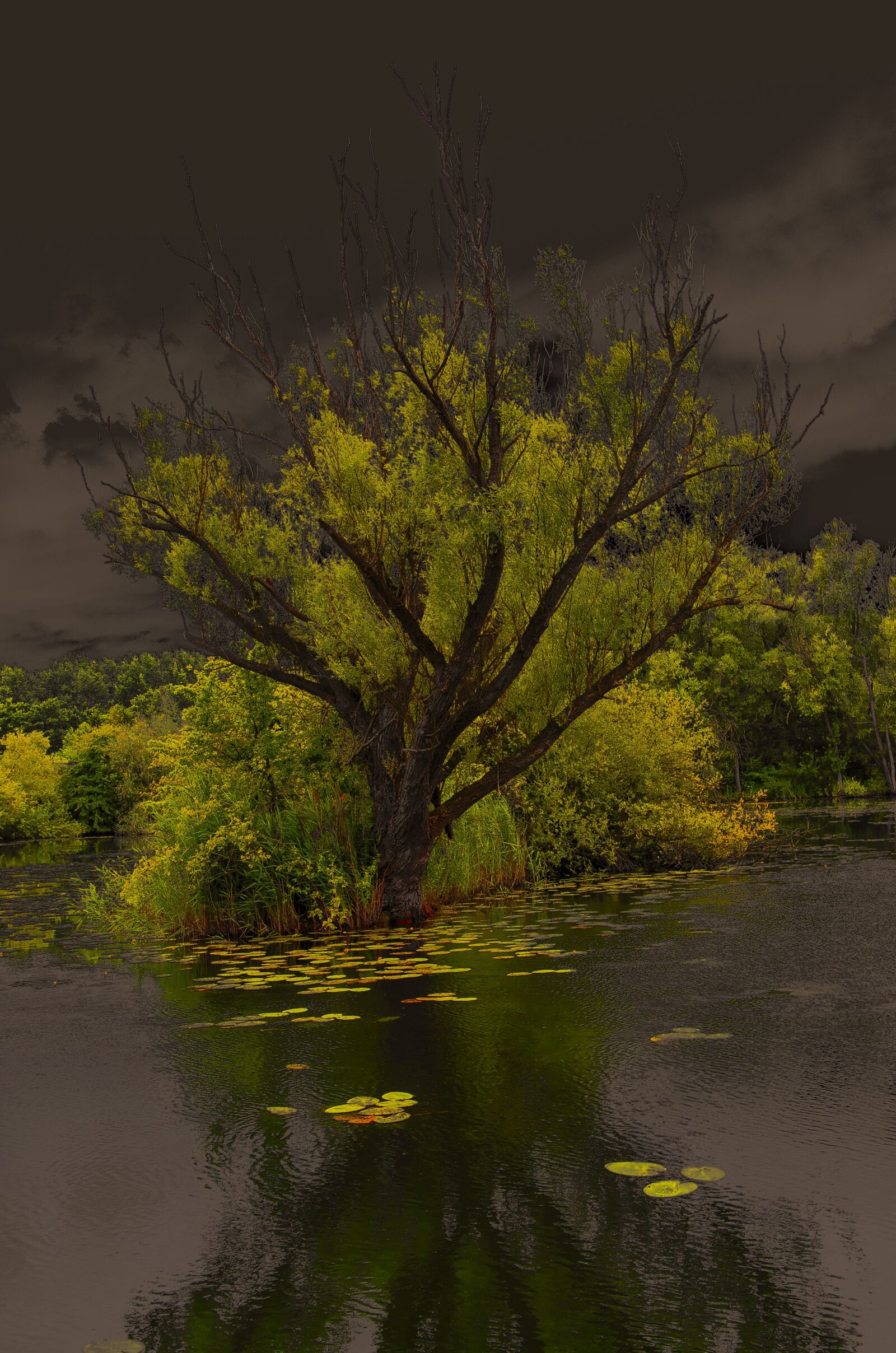 Nikon D7000 sample photo. Tree, lake, moody photography