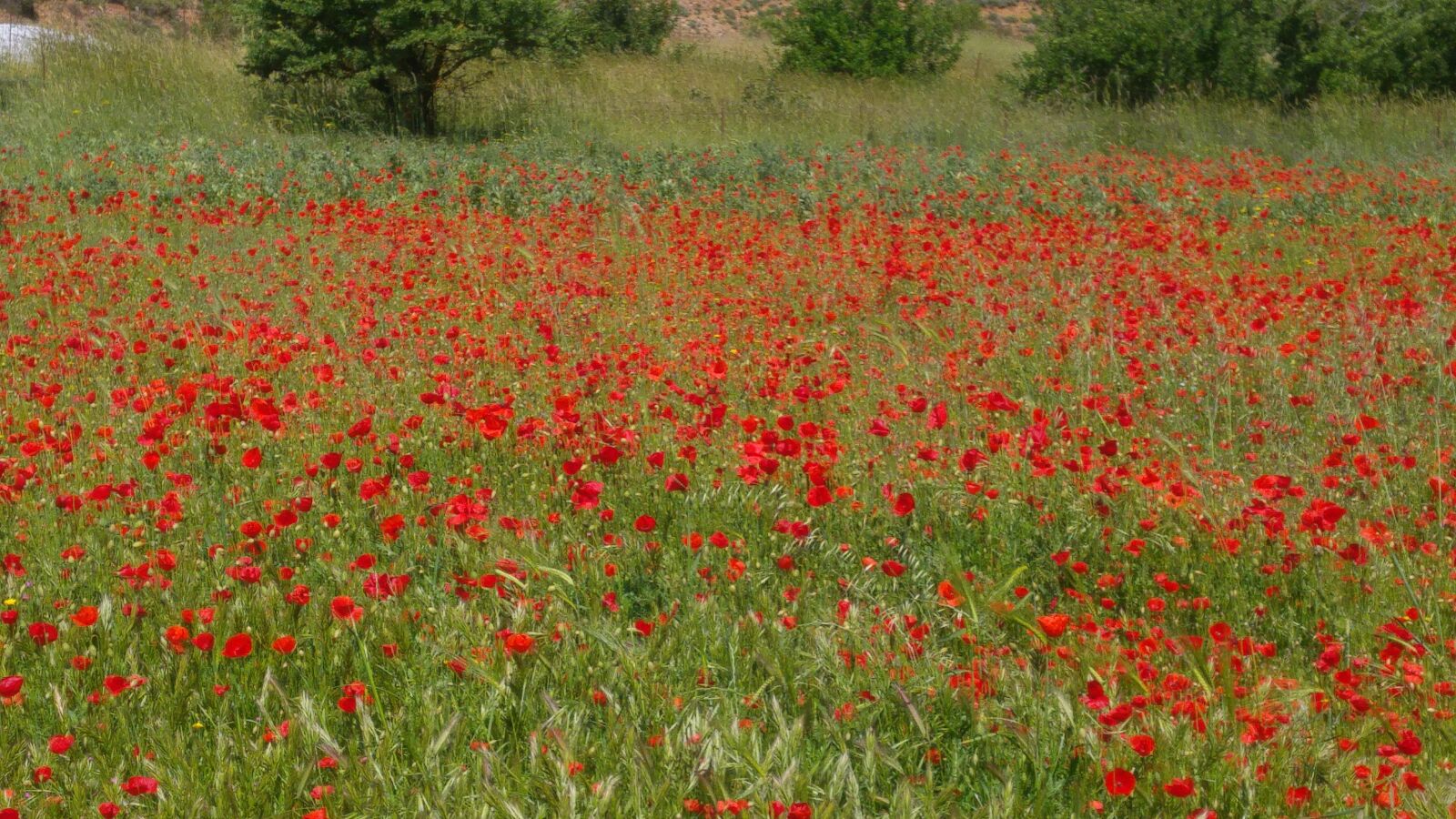 LG G4 sample photo. Poppy, flower, summer photography