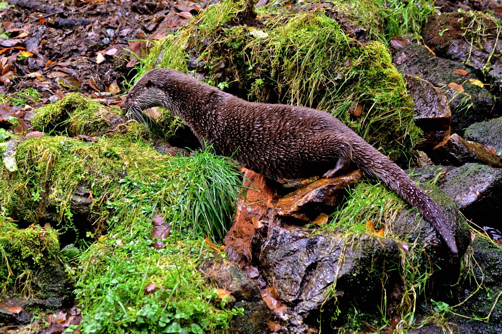 Nikon D5200 sample photo. Animal world, otter, nature photography