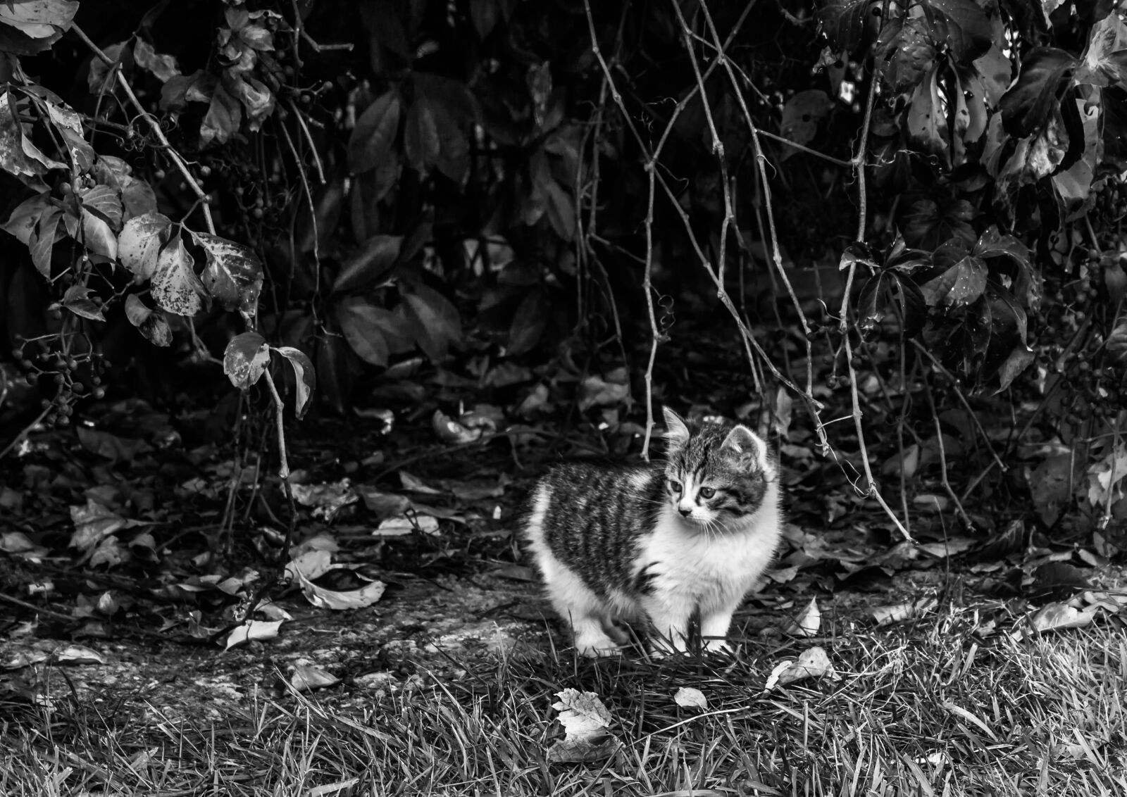 Canon EOS 700D (EOS Rebel T5i / EOS Kiss X7i) + Canon EF-S 18-55mm F3.5-5.6 III sample photo. Black, and, white, cat photography