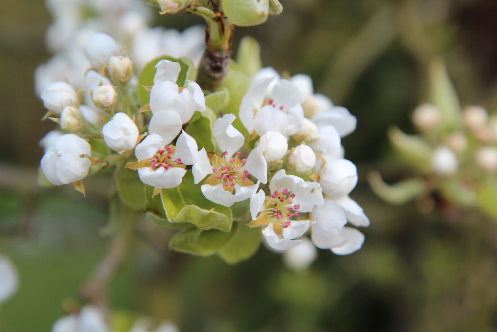 Canon EOS 600D (Rebel EOS T3i / EOS Kiss X5) sample photo. Poirier, flowering pear tree photography