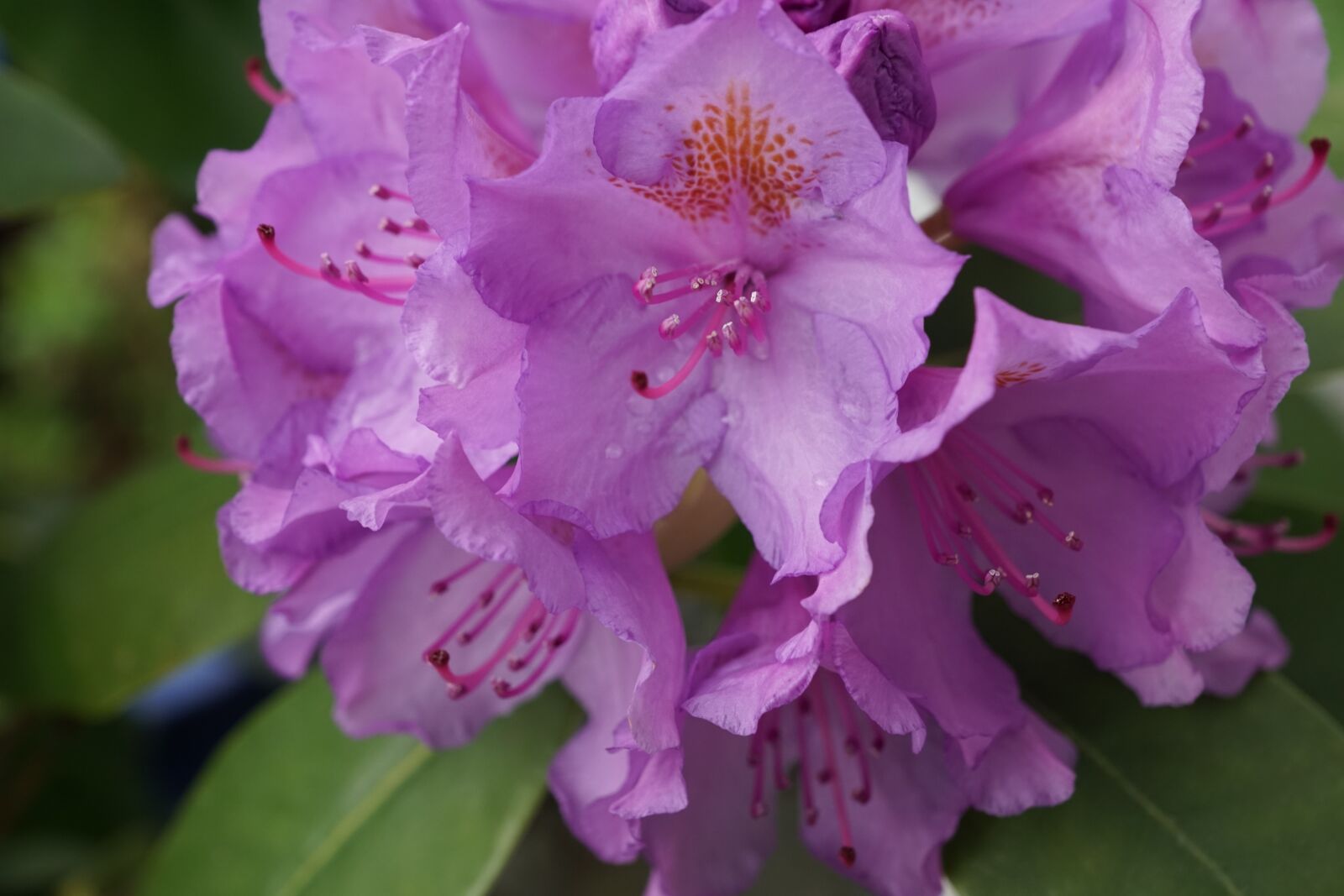 Sony ILCA-77M2 + Sony DT 16-50mm F2.8 SSM sample photo. Rhododendron, flower, bud photography
