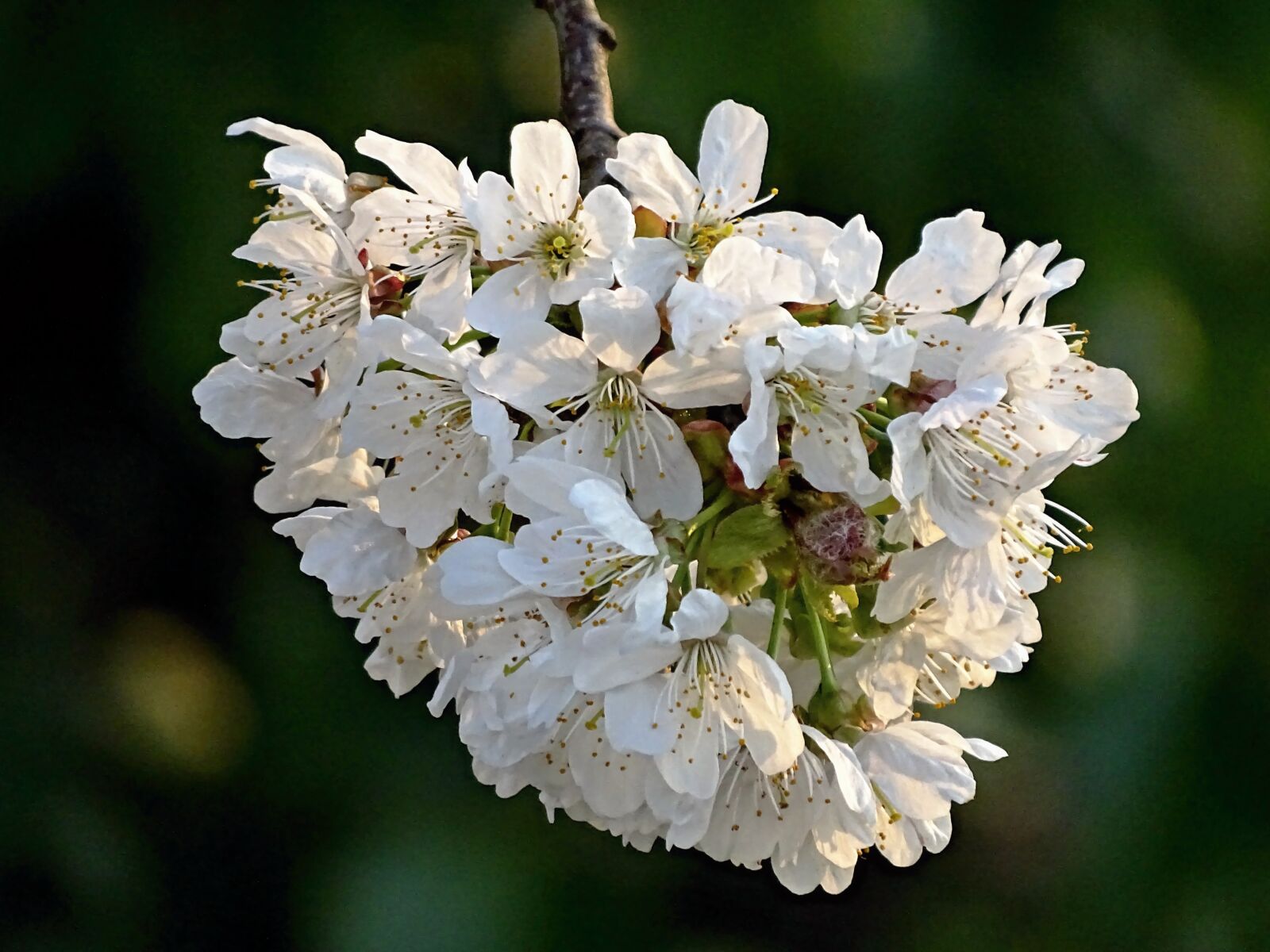 Sony Cyber-shot DSC-HX400V sample photo. Cherry blossom, cherry tree photography