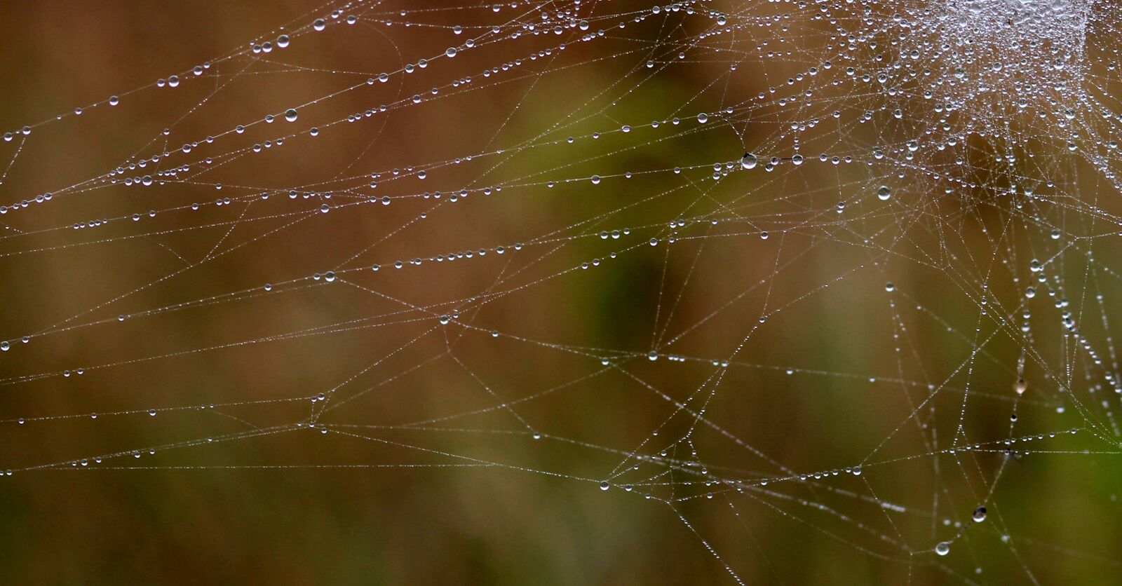 Canon EOS 700D (EOS Rebel T5i / EOS Kiss X7i) + Canon EF 85mm F1.8 USM sample photo. Spider web, drops, dew photography