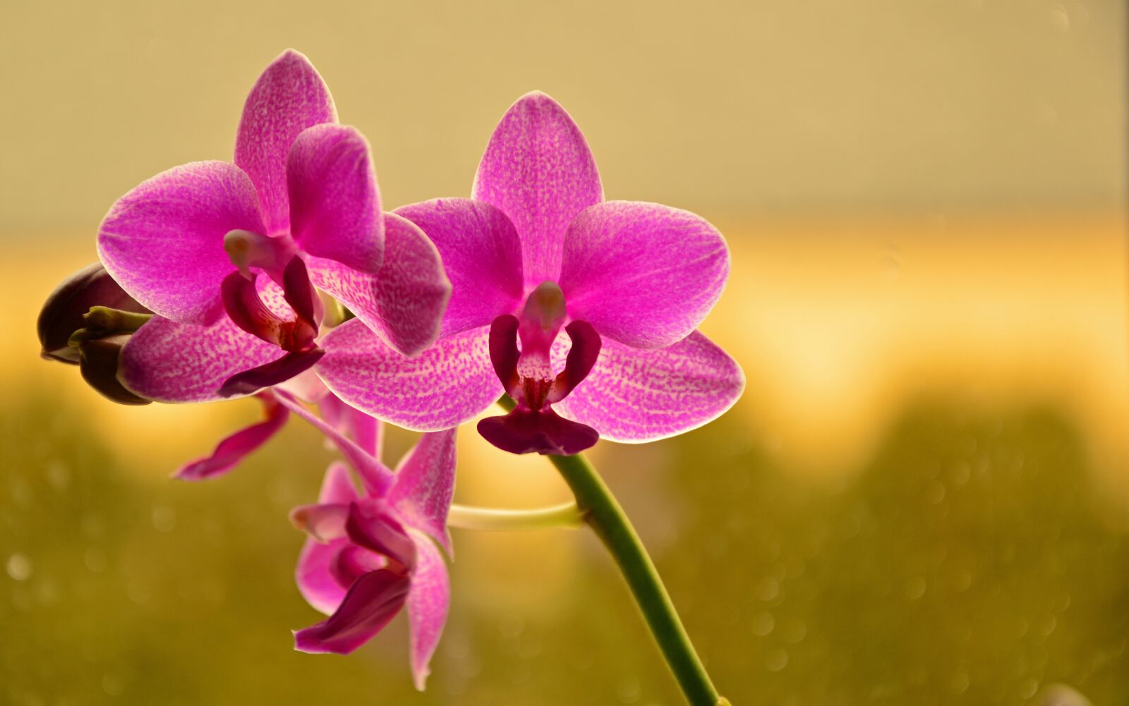 Nikon D3200 sample photo. Orchid, butterfly orchid, phalaenopsis photography